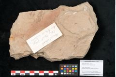 Foto (Objekt + Etikett) von Podocarpus parkeri Ettingshausen (NHMW-GEO-2024-0188-11462)